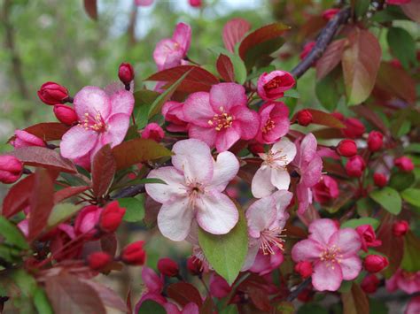 The blossoms are typically pink, red, or white and can appear as a single or. Candymint Crabapple Trees for Sale - Hoosier Home & Garden