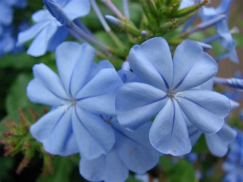 Tropical Blue Flowers