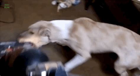 The Ultimate Showdown 13 Absurdly Funny S Of Dogs Vs Vacuums