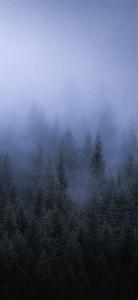 1125x2436 Fog Dark Forest Tress Landscape 5k Iphone Xsiphone 10iphone