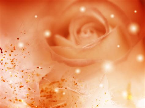 Orange Roses Background Wallpaper High Definition High Quality