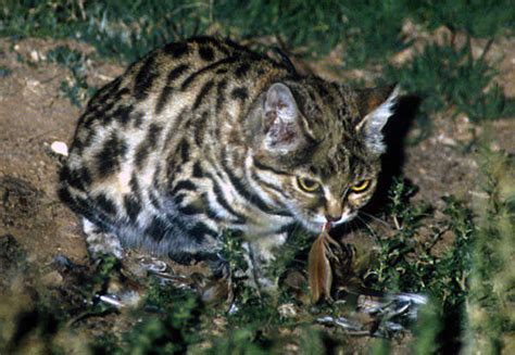 Black Footed Cat Hunting And Diet International Society For Endangered