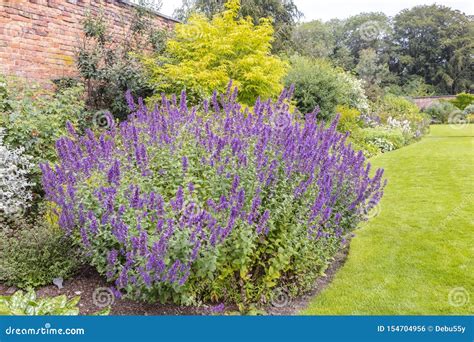 Purple Catmint Flowering Plant In A Garden Stock Photo Image Of