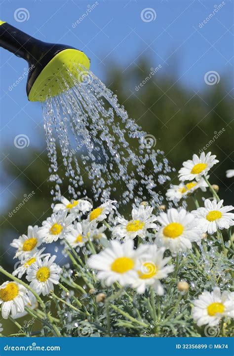 Watering Stock Image Image Of Pouring Close Gardening 32356899