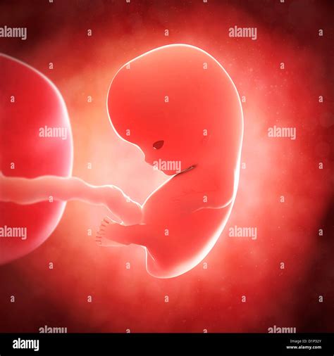 Foetus At 9 Weeks Artwork Stock Photo Alamy