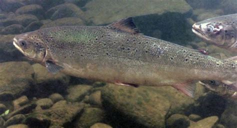 Four Maine Atlantic Salmon Projects To Benefit From 16m In Noaa