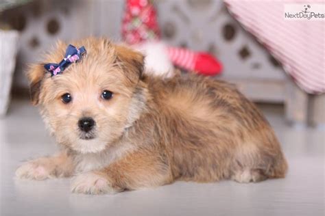 Effective immediately, luxury puppies is proud to offer free home delivery for all puppies purchased online. Girlie: Morkie / Yorktese puppy for sale near Columbus ...