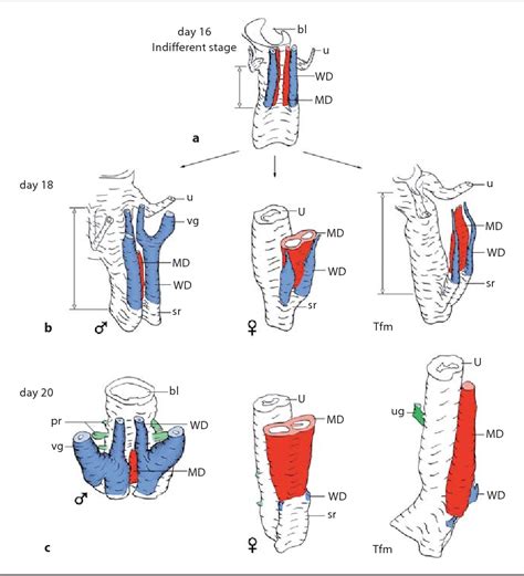 Figure From Helper Function Of The Wolffian Ducts And Role Of Androgens In The Development Of