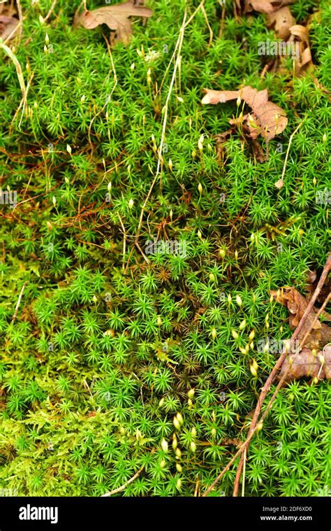 Common Haircap Polytrichum Commune Is A Cosmopolitan Species Of Moss