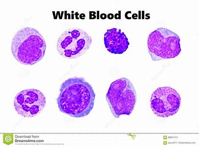 Blood Cells Microscope Cell Smear Research