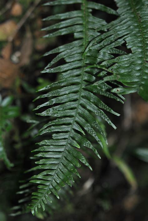 Prosaptia Multicaudata Ferns And Lycophytes Of The World