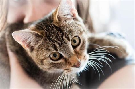 Toxoplasmosis In Cats Symptoms Infection And Treatment