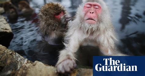 Japanese Macaques Chill Out In Hot Springs In Pictures World News The Guardian