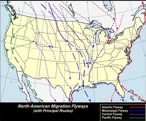 Waterfowl Migration Flyway Map