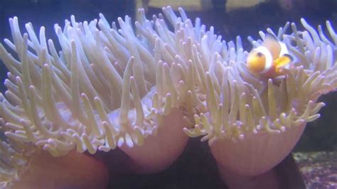 Clownfish And Sea Anemones At Umass Dartmouth Youtube