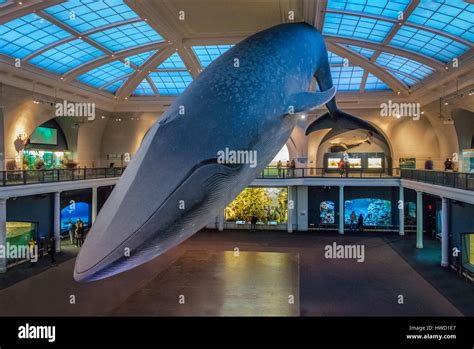 Museum Of Natural History Whale Hi Res Stock Photography And Images Alamy