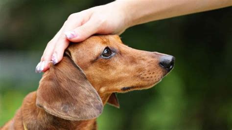 5 Reasons Why Your Doxie Doesnt Do Well In Training Hint Its You