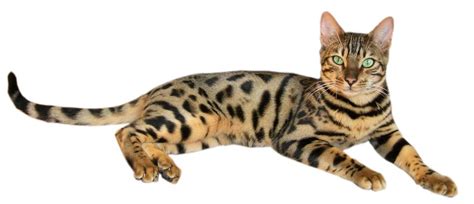 While most commonly seen in the brown spotted tabby pattern, they may also be found in the marbled pattern (classic tabby). Kot bengalski - Wikipedia, wolna encyklopedia