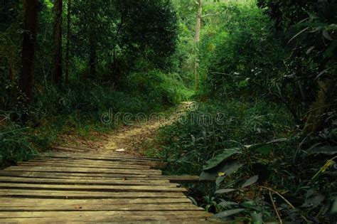 Wooden Bridge That Leads To The Entrance To The Rainforest In Thailand
