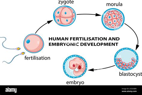 human fertilization and embryo development illustration stock vector image and art alamy