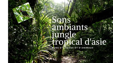 Les Sons De La Jungle Tropicale Pour Se Relaxer Lockscreen Nature Tropical Asia Animaux