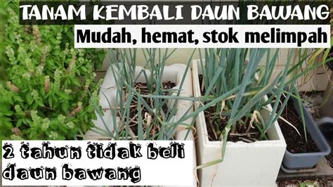 Maybe you would like to learn more about one of these? ANTI GAGAL|| CARA SEDERHANA MENANAM KEMBALI DAUN BAWANG ...