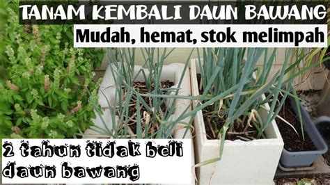 Tapi ramai yang rendam sampai pangkal batang dahan. ANTI GAGAL|| CARA SEDERHANA MENANAM KEMBALI DAUN BAWANG ...