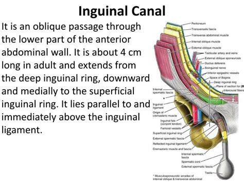 In the male, the canal conveys the spermatic cord. PPT - Inguinal Region & Secrotum PowerPoint Presentation ...