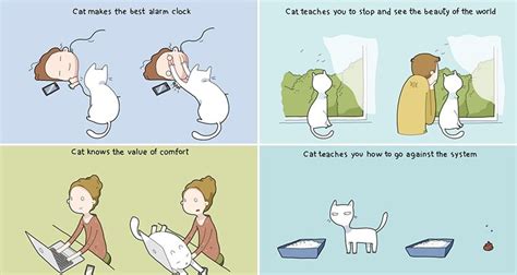 If You Ve Been Thinking About Getting A Cat Here Are 10 Awesome