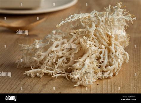 Fresh White Edible Coral Fungus Stock Photo Alamy
