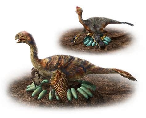 How Huge Dinosaurs Nested Without Crushing Their Eggs Cbc News