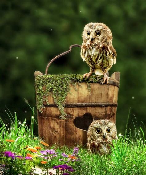 76 Best Images About I Heart Owls On Pinterest