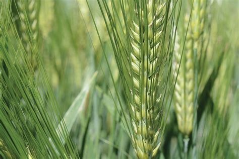 Six rowed as well as whole, hulless and pearled barley (figure 1). "Incredible" new barley variety - Grainews