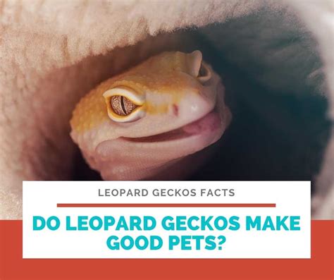 10 Leopard Geckos Facts You Probably Did Not Know