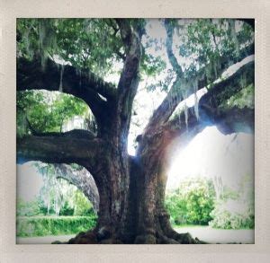 We did not find results for: the Tree of Life in Audubon Park - New Orleans, Louisiana ...