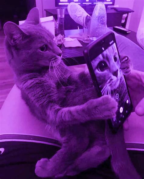 ℙ𝕦𝕣𝕡𝕝𝕖 ☔ On Instagram “selfie Time😂 💜 𝒀𝒐𝒖𝒓 𝒅𝒂𝒊𝒍𝒚 𝒅𝒐𝒔𝒆 𝒐𝒇 𝒂𝒆𝒔𝒕𝒉𝒆𝒕𝒊𝒄🌌 《fo Cat