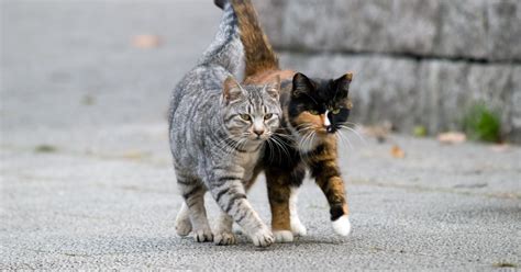 What You Need To Know About Feral Cats Petlifesa