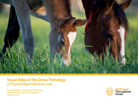 Visual Atlas Of The Gross Pathology Of Equine Reproductive Loss