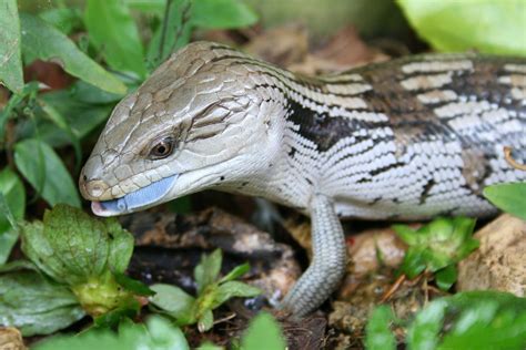 Types Of Domestic Lizards Crate Information Domestic And
