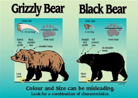 Know The Difference Black Bear Vs Grizzly Bears Whistler Photo Safaris