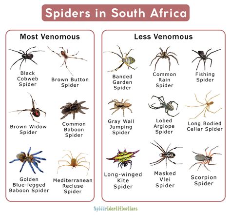 Different Types Of Spiders