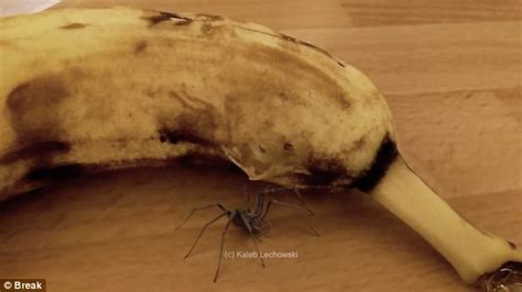 Video Captures The Terrifying Moment A Spider Bursts Out Of A Banana