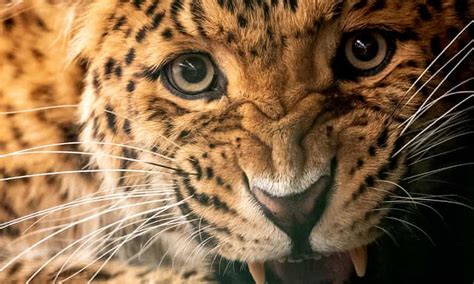 Wildlife Traffickers Target Lion Jaguar And Leopard Body Parts As