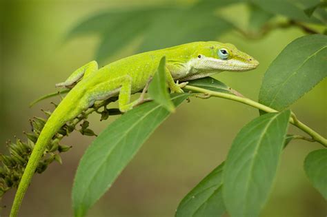 Green Anole Lizard In Natural Habitat Chameleon Pet Anole Cute Reptiles
