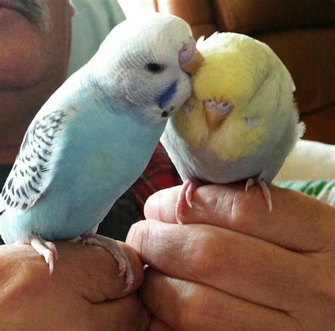 Hand Raised Budgies Everything You Need To Know About Raising Happy