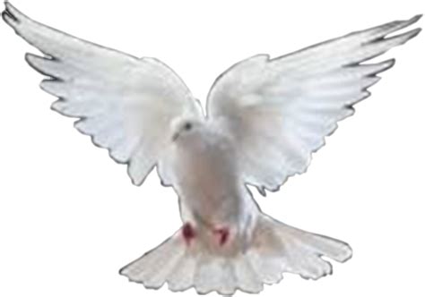 Dove Images Png Transparent Background Free Download 41737 Freeiconspng