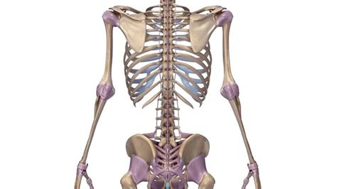 fotos de esqueleto con ilustración de ligamentos imagen de © sciencepics 135095492