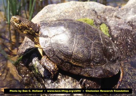 Tortoise And Freshwater Turtle Specialist Group