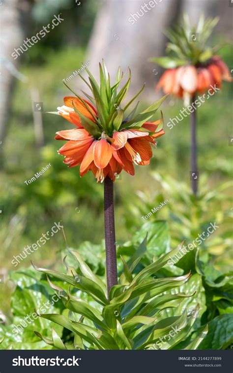 Close Imperial Fritillary Fritillaria Imperialis Flower Stock Photo