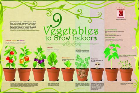 Top Vegetables You Can Start Growing Indoors
